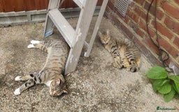 Bengal cats for sale: Two loving Bengal Mix Sisters - Image 3