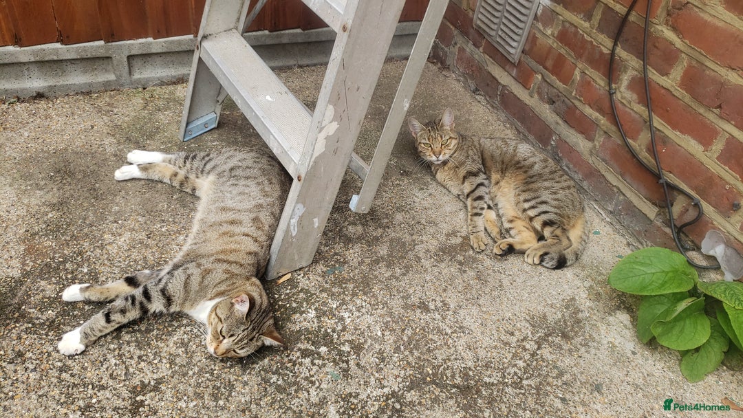 Bengal cats for sale: Two loving Bengal Mix Sisters - Image 3