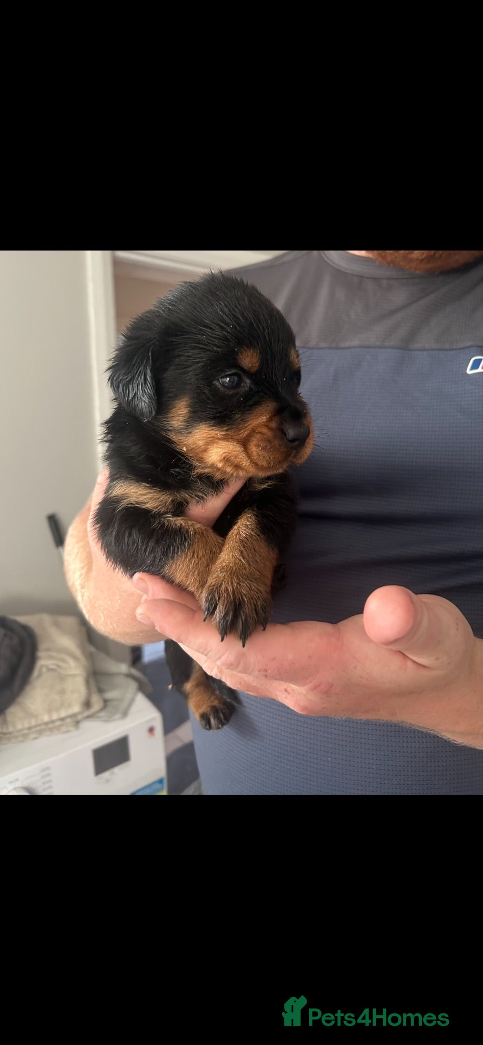 Rottweiler dogs 7 Rottweiler puppies 1 female left see green pup - Advert 1