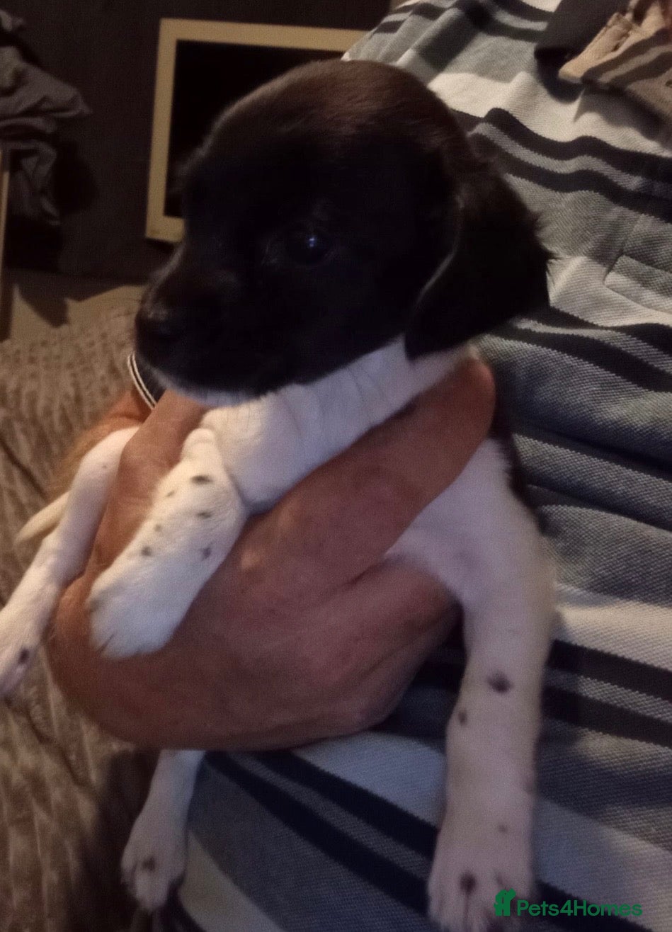 Sprocker dogs Sprocker spaniel pups, ready to go!  - Advert 12