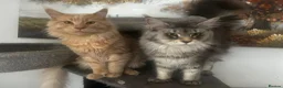 Maine Coon cats for sale: GCCF Blue and Silver Registered Maine Coon Kittens - Advert 18