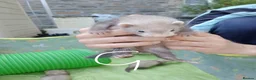 Ferret rodents for sale: Ferret kits Cinnamons also browns available  - Advert 6