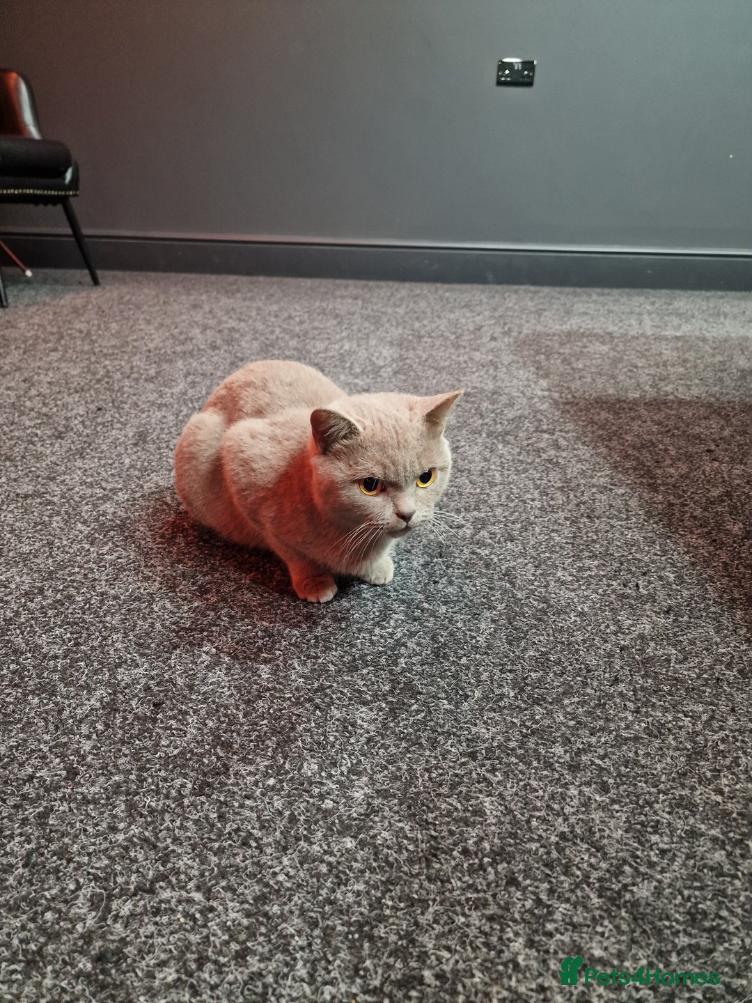British Shorthair cats for sale: British short hair blue/hint of brown - Advert 3