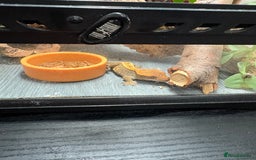 Gecko reptiles for sale: Crested gecko and full set up  - Image 2