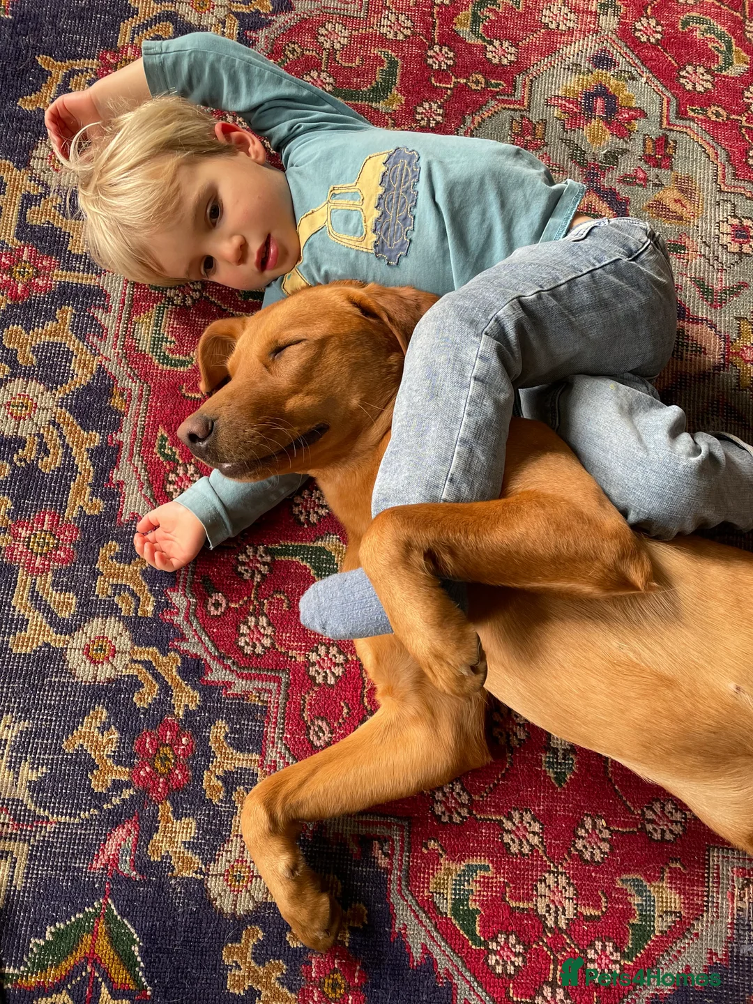 Mixed Breed dogs for sale: Fox red Labrador/vizsla/springer  - Advert 2