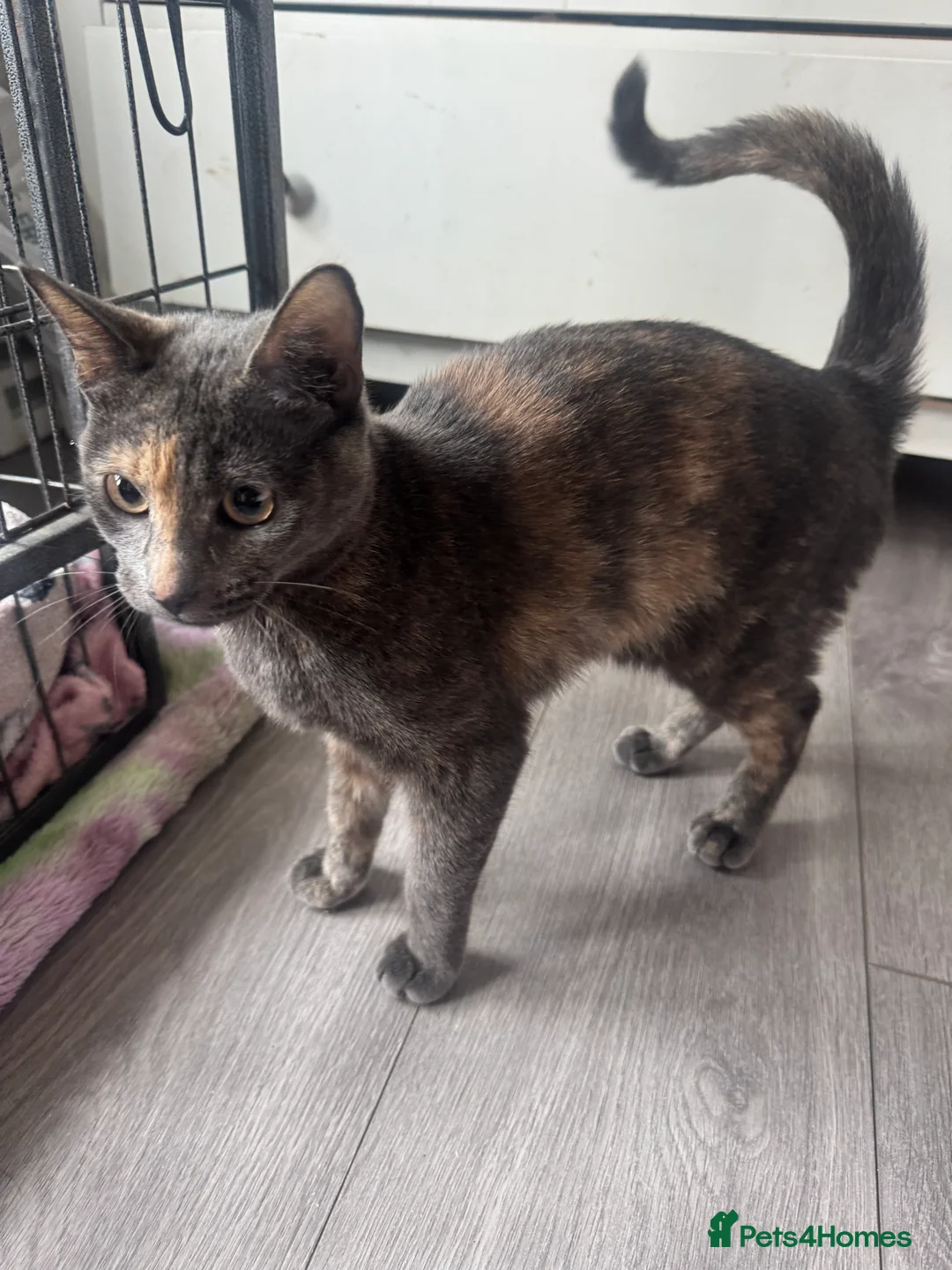 Mixed Breed cats for sale: Beautiful 6 Month Old Female Cat Loving, Playful  - Advert 3