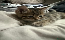 Mixed Breed cats for sale: Beautiful 2 angles lovely attitude   - Advert 3