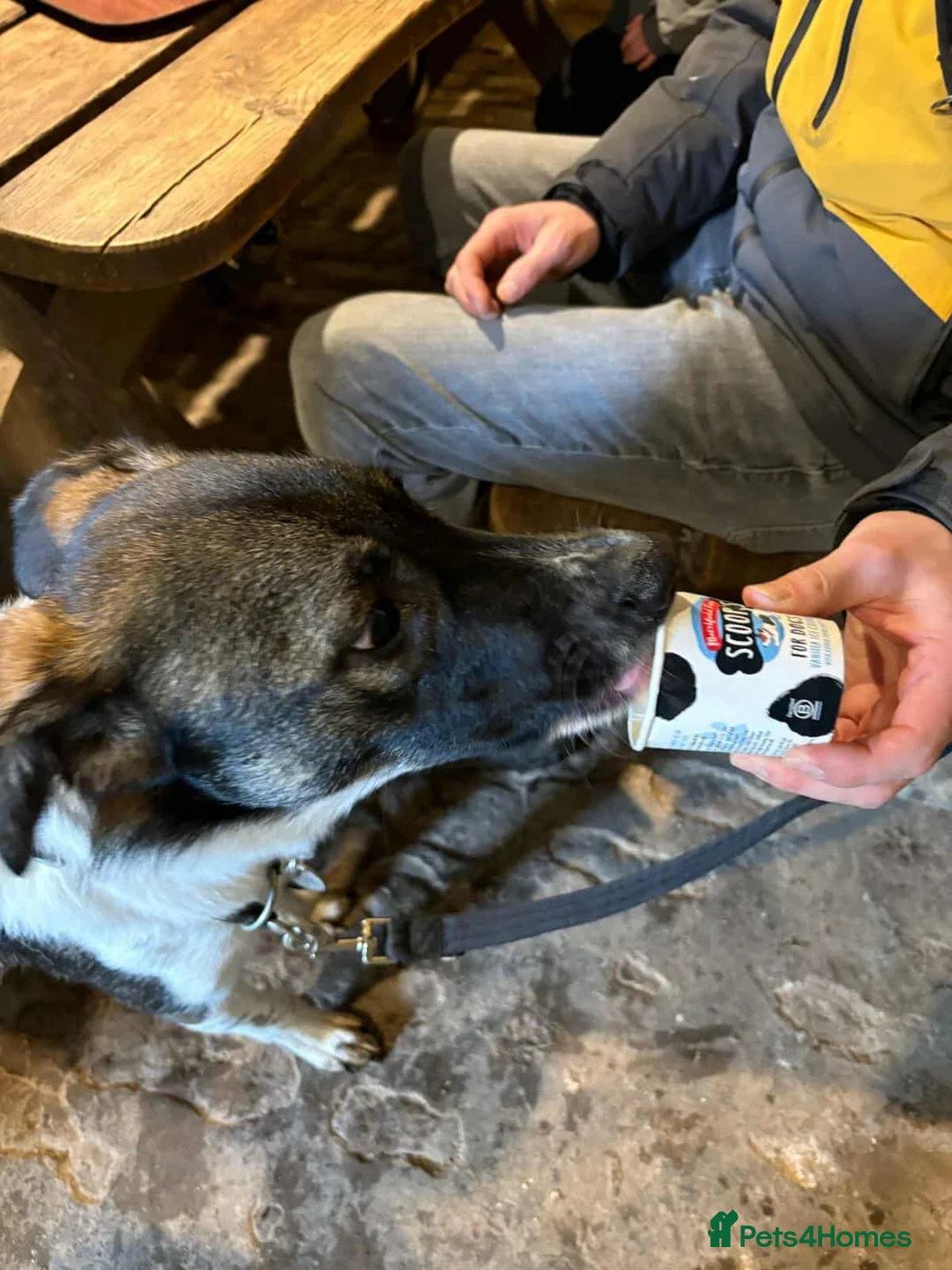 Mixed Breed dogs for adoption: ASTRO - Advert 9