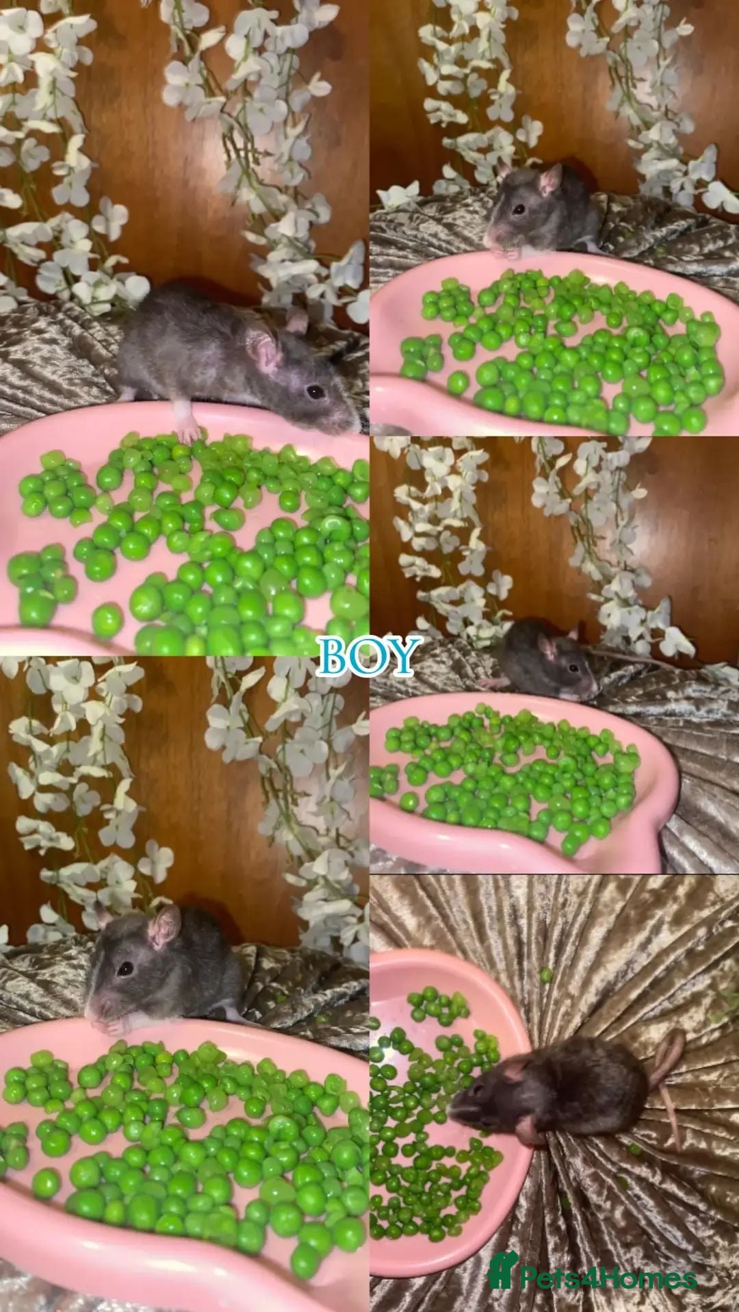 Rat rodents Beautiful babies ratties 🥰🥰🥰 - Advert 2