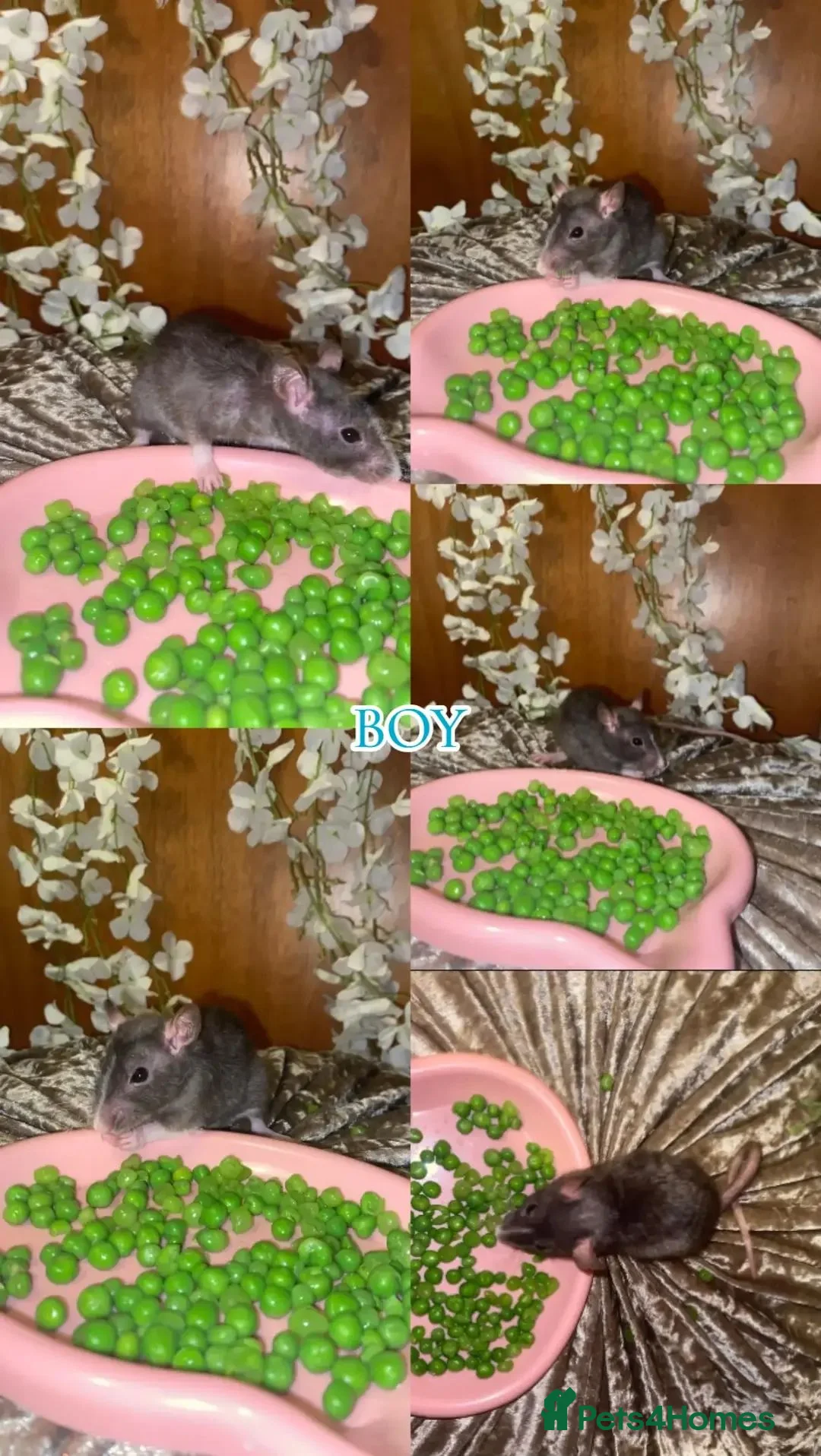 Rat rodents for sale: Beautiful babies ratties 🥰🥰🥰 in Chelmsford - Advert 2