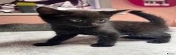 Mixed Breed cats for sale: Mixed kittens  - Advert 31