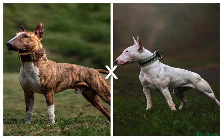 English Bull Terrier dogs - Advert 2