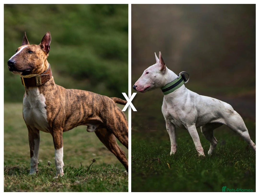 English Bull Terrier dogs for sale: Original English bull terriers  - Image 1