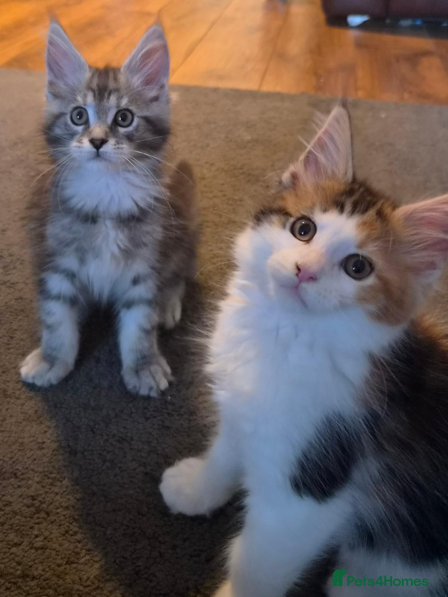 Maine Coon cats Beautiful Mainecoon kittens  - Advert 10