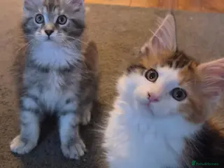 Maine Coon cats Beautiful Mainecoon kittens - Advert 10