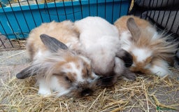 Mini Lion Lop rabbits for sale: 3 boys 1 girl mini lion lop - Image 7