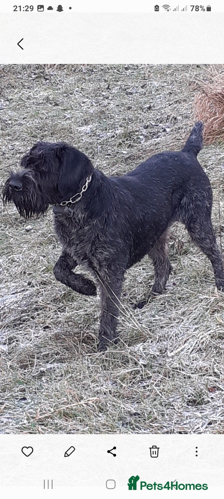 German Wirehaired Pointer dogs German Wirehaired Pointer Bitch 7 years old  - Advert 6