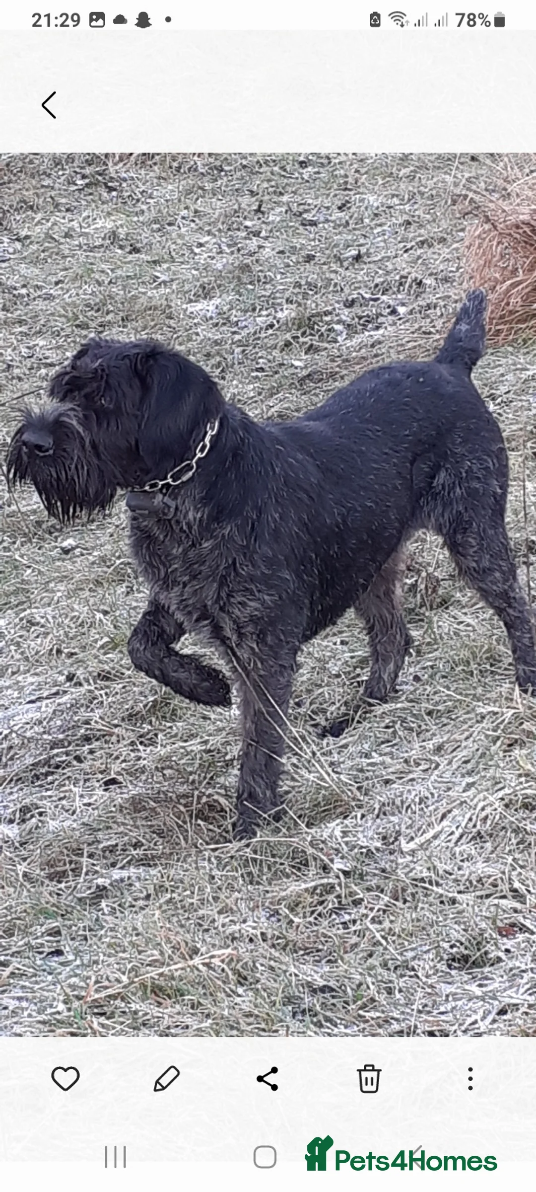 German Wirehaired Pointer dogs for sale: German Wirehaired Pointer Bitch 7 years old  - Advert 1