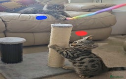 Bengal cats for sale: Elven Bengals - Image 19