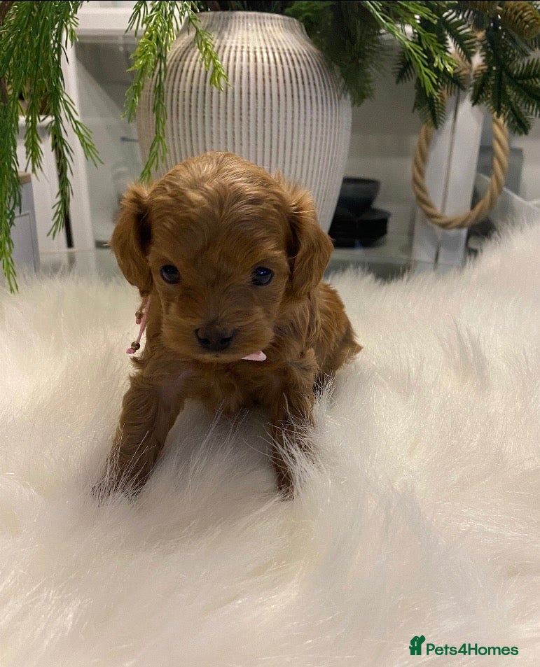 Maltipoo dogs for sale: 🧸 Exceptional Asian F1b Maltipoo Puppies - Advert 7