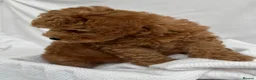 Cavapoo dogs for sale: Extensively Tested Toy - Ready this weekend  - Advert 9