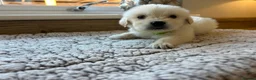 Golden Retriever dogs for sale: Gorgeous golden retriever pups - Advert 37