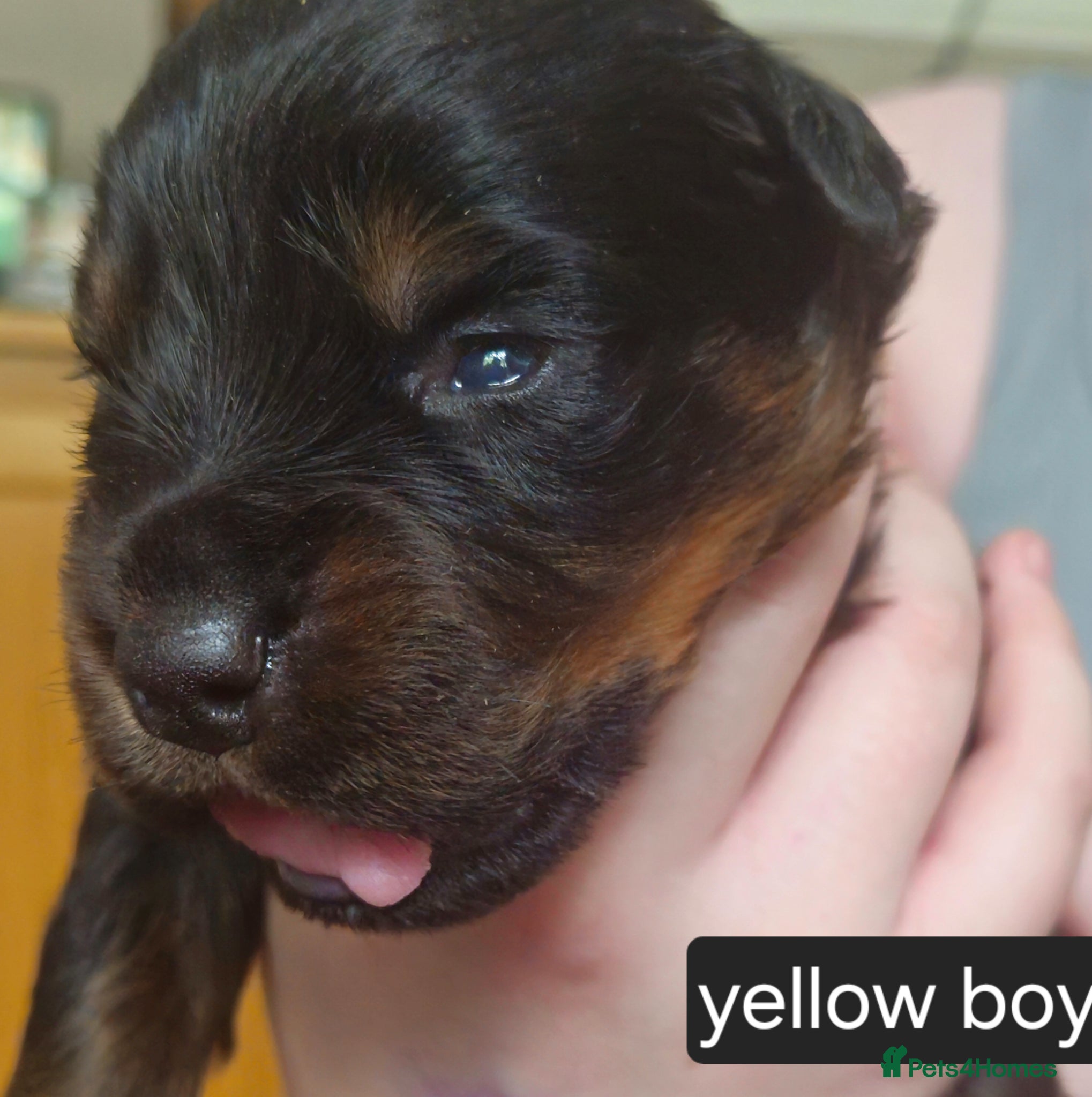 Rottweiler dogs 4 male rottweiler pups looking for forever homes - Advert 2