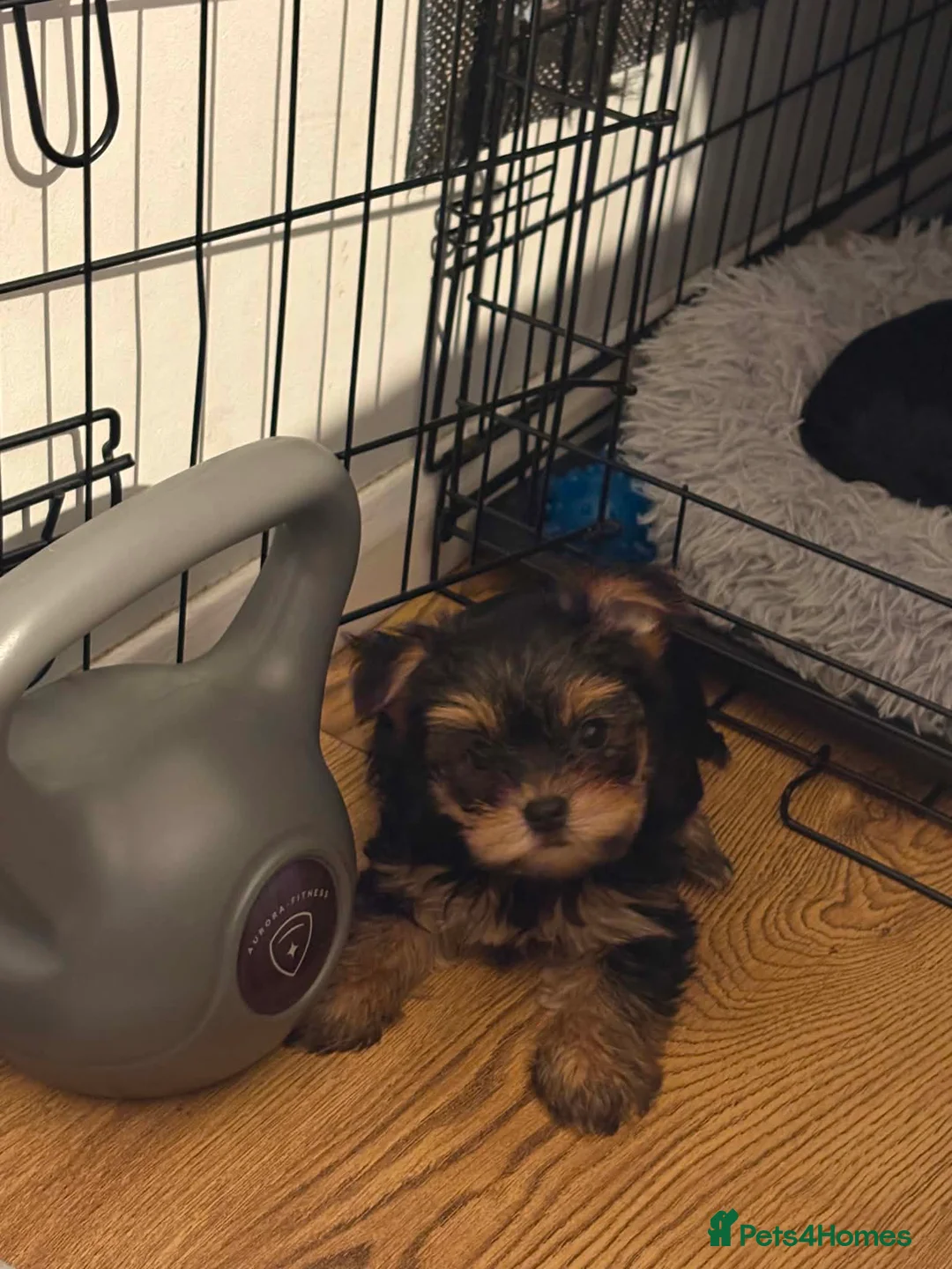 Yorkshire Terrier dogs for sale: 2 Yorkshire Terrier Girls Ready Now in Chelmsford - Advert 2