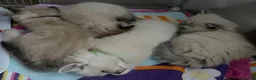 Ragdoll cats for sale: Stunning litter of Ragdoll kittens - Advert 10