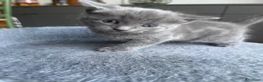 Ragdoll 1
