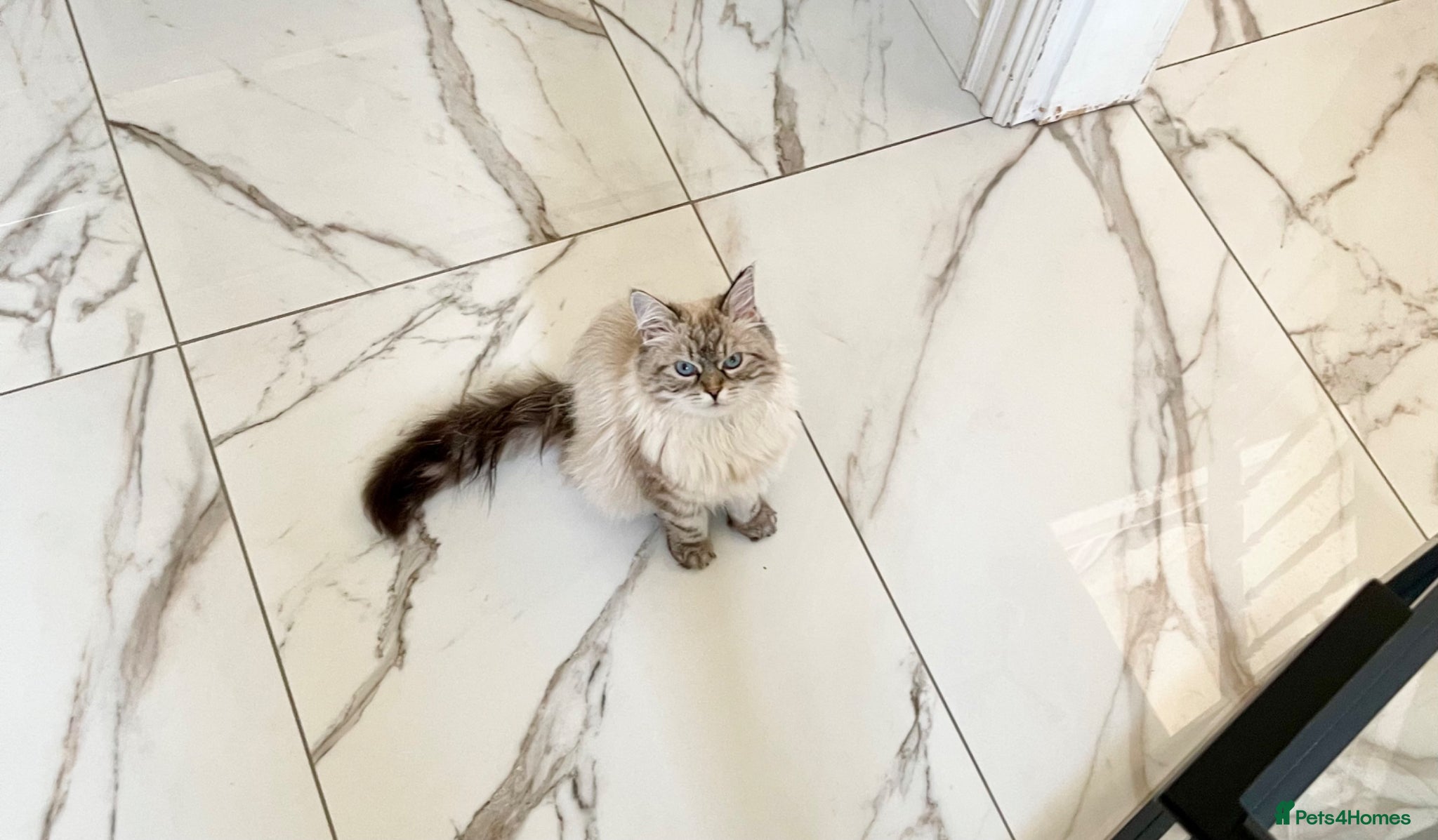 Siberian cats Coco – Stunning Siberian Female, 9 Months Old - Advert 2