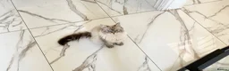 Siberian cats for sale: Coco – Stunning Siberian Female, 9 Months Old - Advert 1