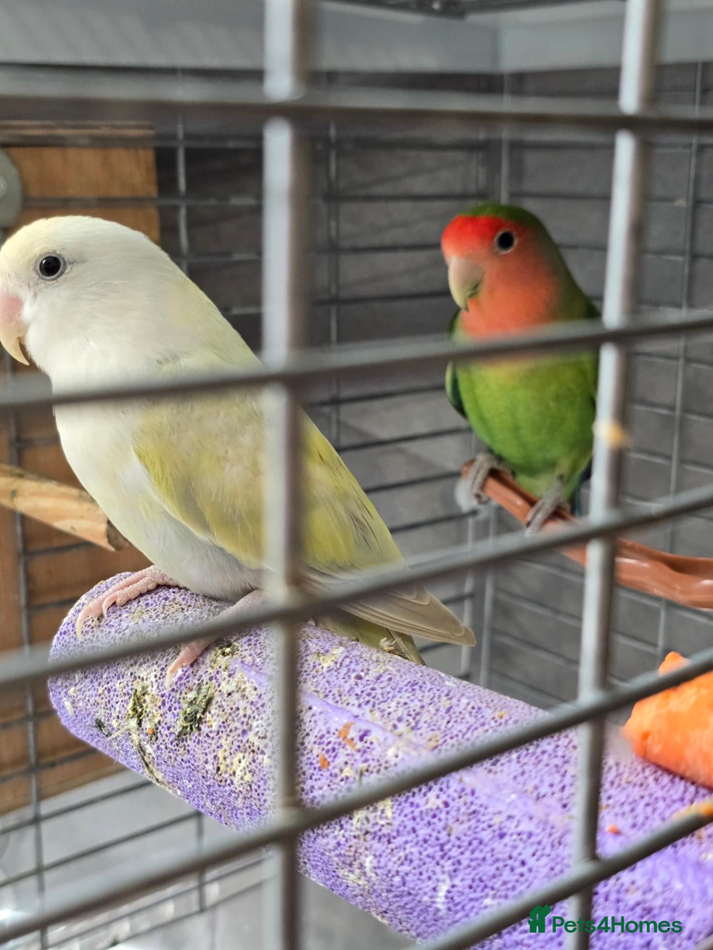 Mixed Breed birds Lovebirds  - Advert 18