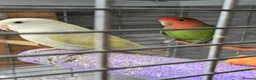 Mixed Breed birds for sale: Lovebirds  - Advert 1
