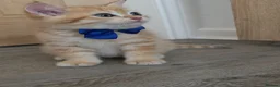 British Shorthair cats for sale: British Shorthair Golden Chinchilla Kittens - Advert 9