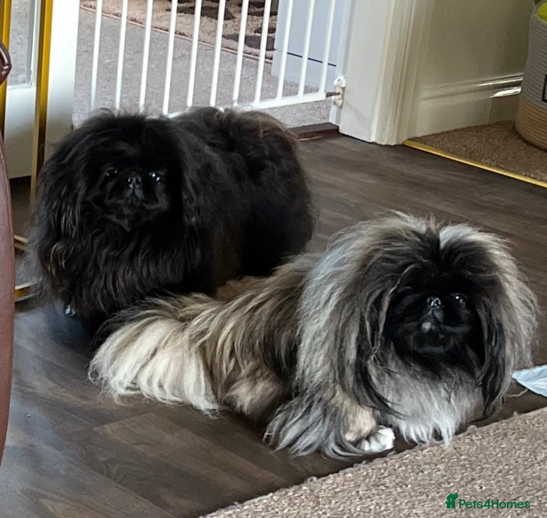 Pekingese dogs for sale: Gorgeous adult male and female  - Image 4