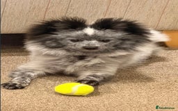 Pomeranian dogs for sale: Fox Face Merle Pomeranian Puppy - Advert 3