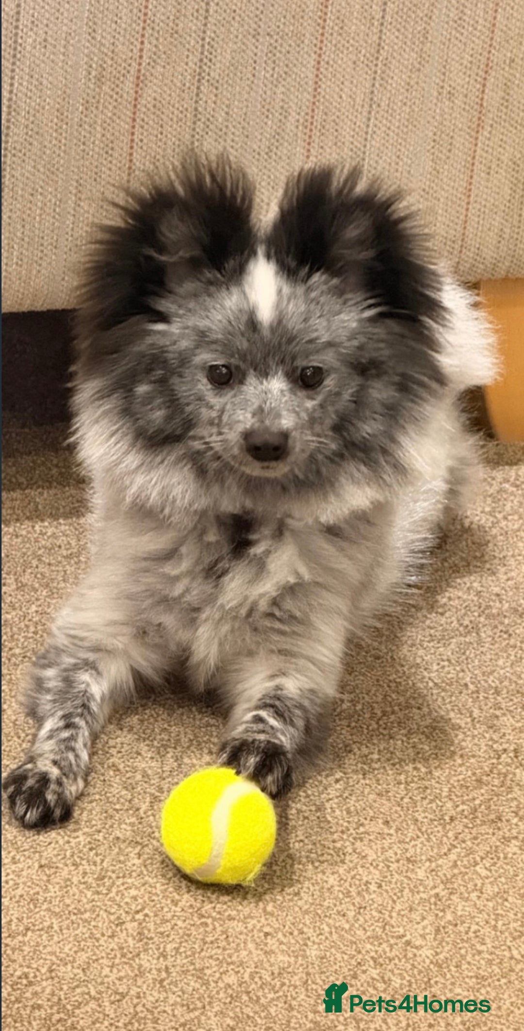 Pomeranian dogs for sale: Fox Face Merle Pomeranian Puppy - Advert 3