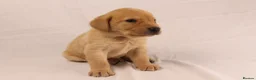 Labrador Retriever dogs for sale: 🐾🧡 BEAUTIFUL WORKING LABRADOR PUPPIES 🧡🐾 - Advert 12