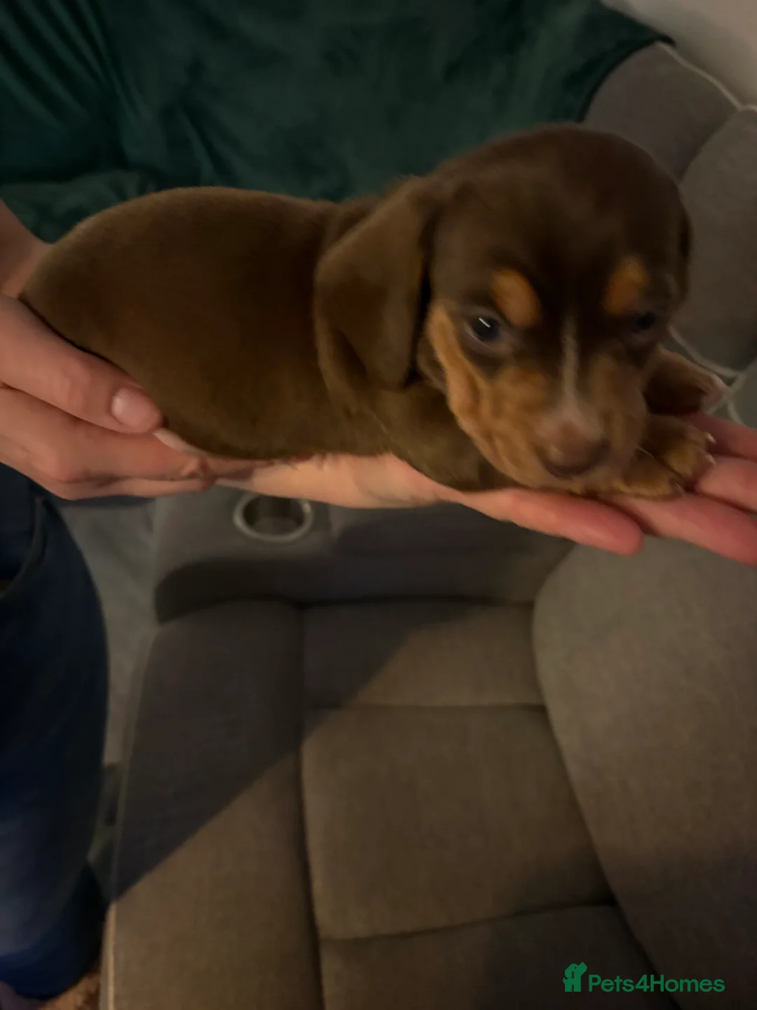 Miniature Dachshund dogs for sale: Miniature dachshund  - Advert 13