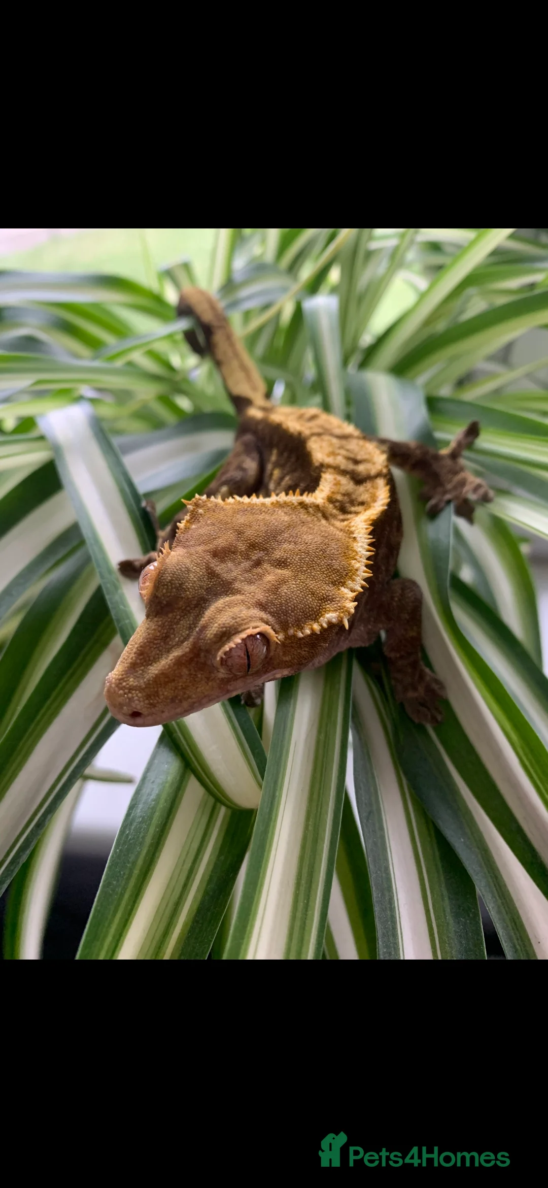 Gecko reptiles for sale: X3 Crested Geckos Male and Female - Advert 2