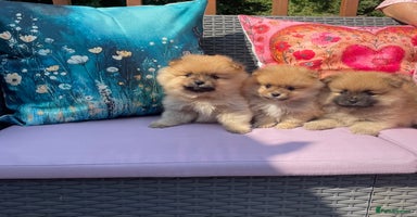 Pomeranian dogs - Advert 6