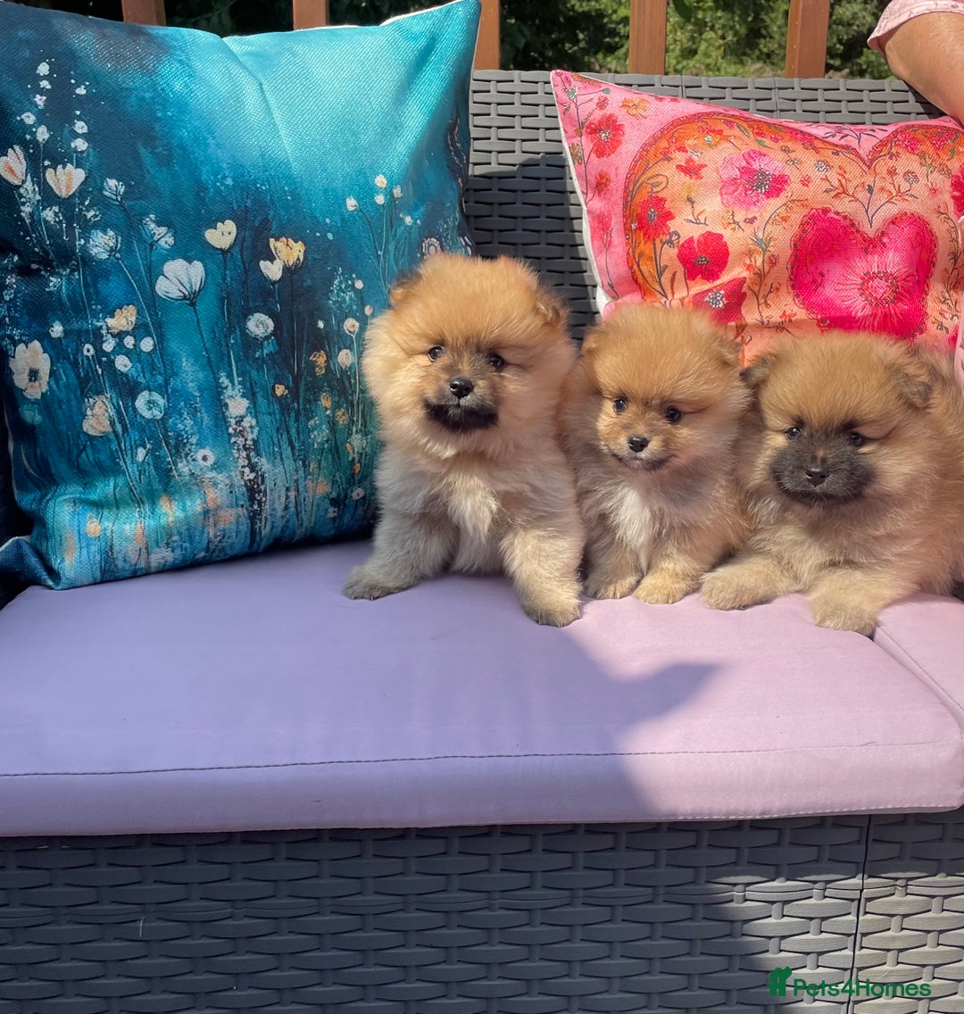 Pomeranian dogs for sale: Beautiful Full Pedigree Pomeranians - Image 2