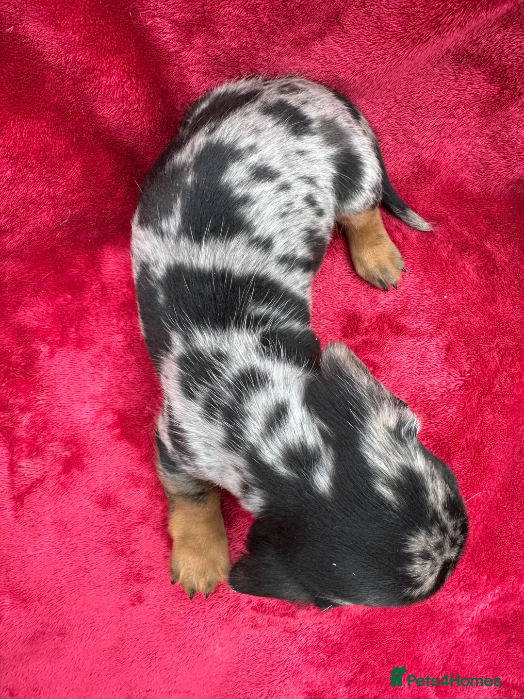 Miniature Dachshund dogs for sale: Dapple Miniature Dachshund puppies - Advert 11