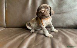 German Wirehaired Pointer dogs for sale: Pedigree GWP pups from strong working lines - Image 12