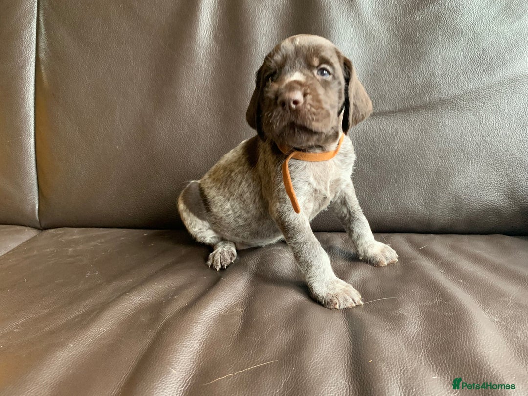 German Wirehaired Pointer dogs for sale: Pedigree GWP pups from strong working lines - Image 12