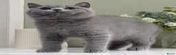British Shorthair cats for sale: Gorgeous Quality British Kittens - Advert 3
