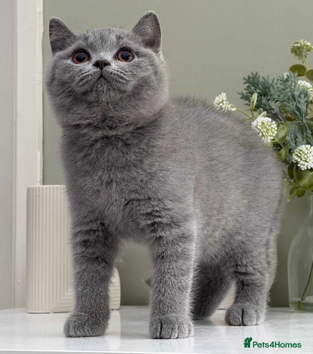British Shorthair cats for sale: Gorgeous Quality British Kittens - Advert 3