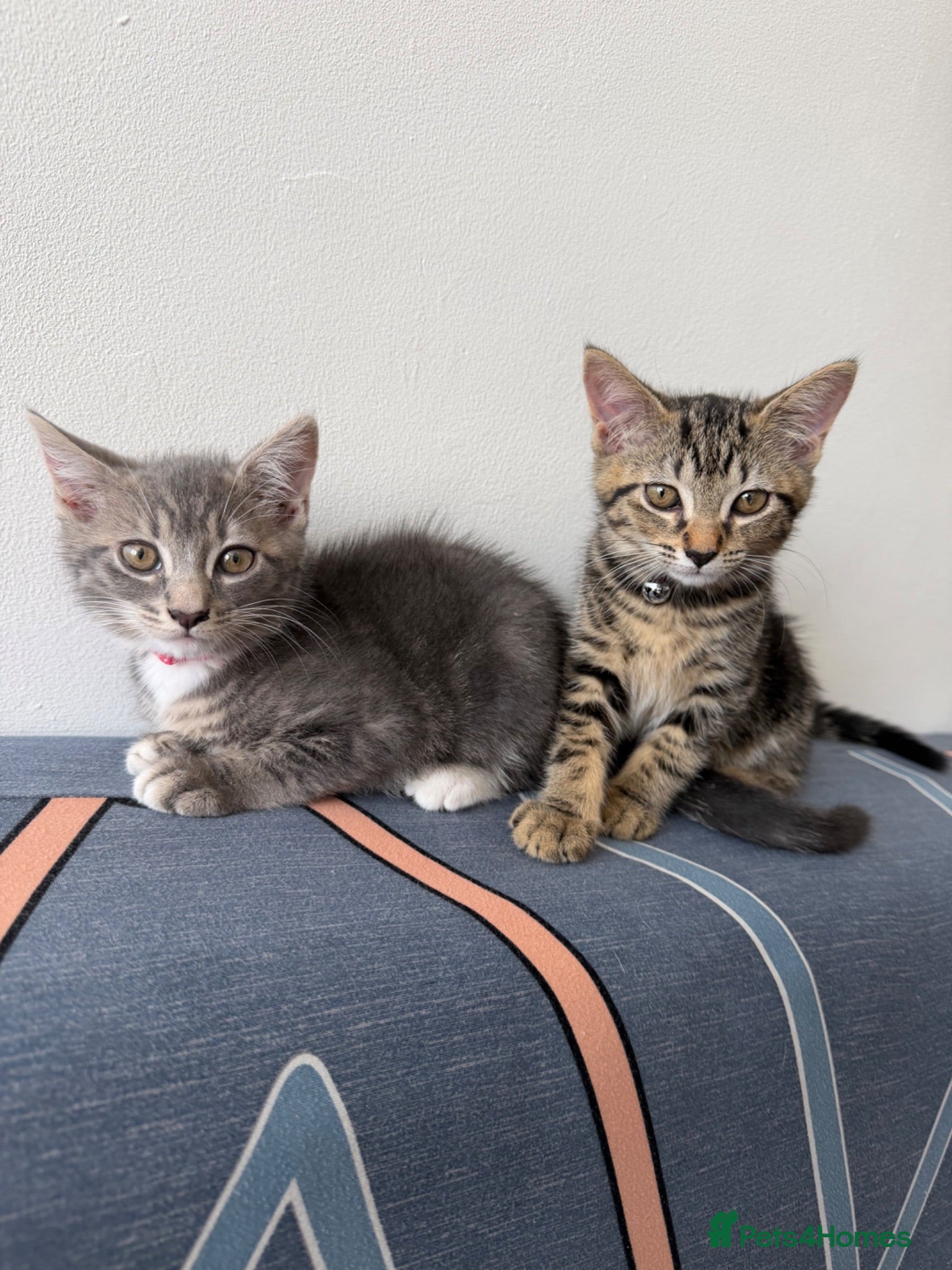 Mixed Breed cats Two Beautiful Female Tabby Kittens — Ready Now! - Advert 5