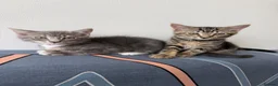 Mixed Breed cats for sale: Two Tabby Bengal Mix Female Kittens — READY NOW - Advert 8